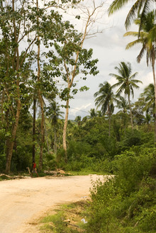 Тропическое редколесье, центральный Бохол.
