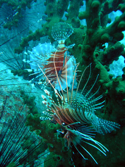 Крылатки на коралловом рифе, о. Баликасаг.