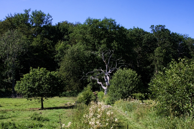 Борнхольм, Лес Алминдинген.  Almindingen forest, El bosque de Almindingen