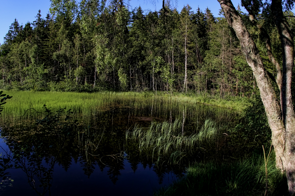 Борнхольм, Лес Алминдинген. Almindingen forest. El bosque de Almindingen