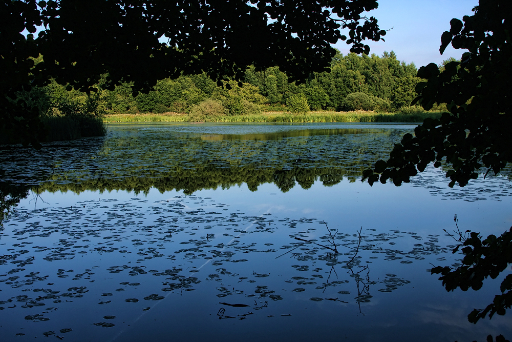 Борнхольм, Лес Алминдинген. Almindingen forest. El bosque de Almindingen.