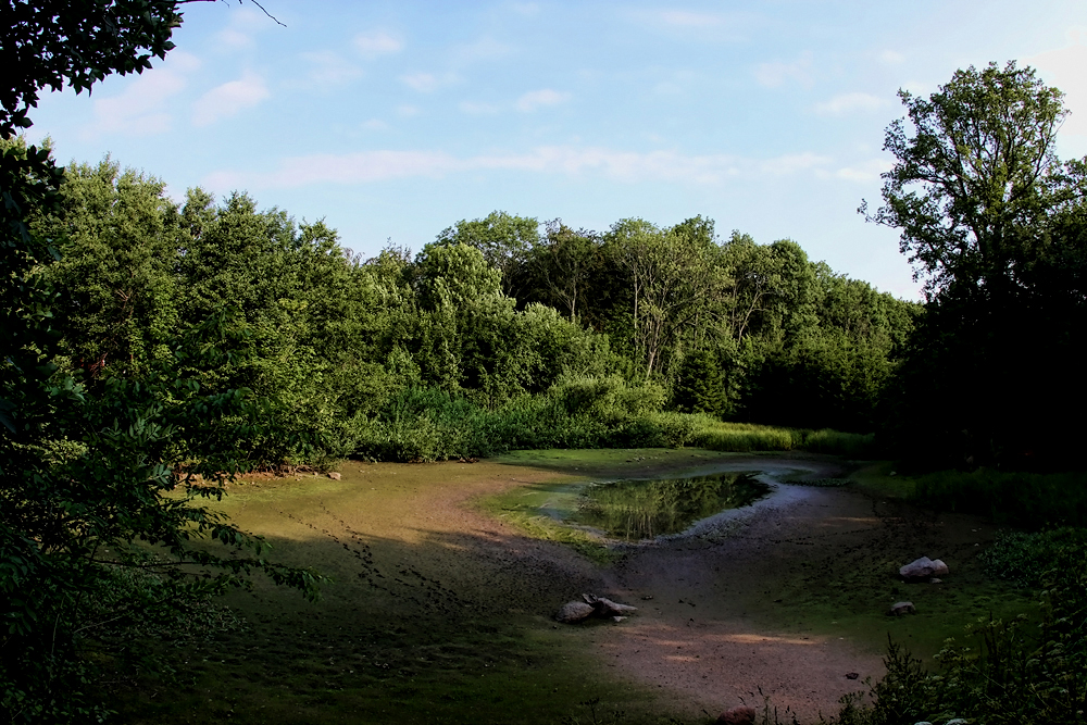 Борнхольм, Лес Алминдинген. Almindingen forest, El bosque de Almindingen