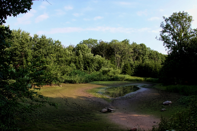 Борнхольм, Лес Алминдинген. Almindingen forest, El bosque de Almindingen