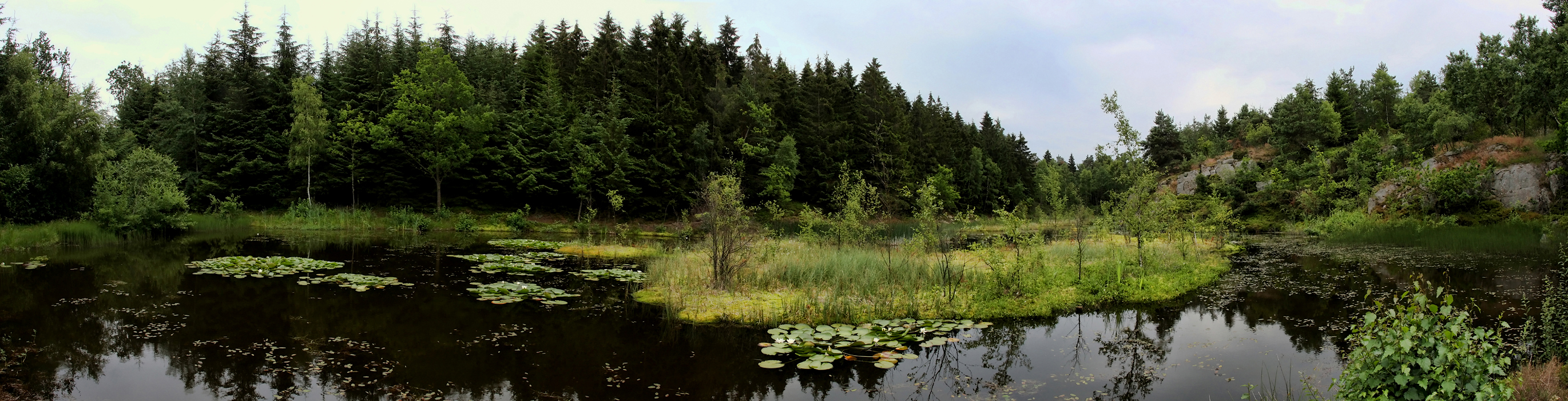 Борнхольм, Лес Алминдинген.. Almindingen forest. El bosque de Almindingen