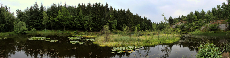 Борнхольм, Лес Алминдинген.. Almindingen forest. El bosque de Almindingen