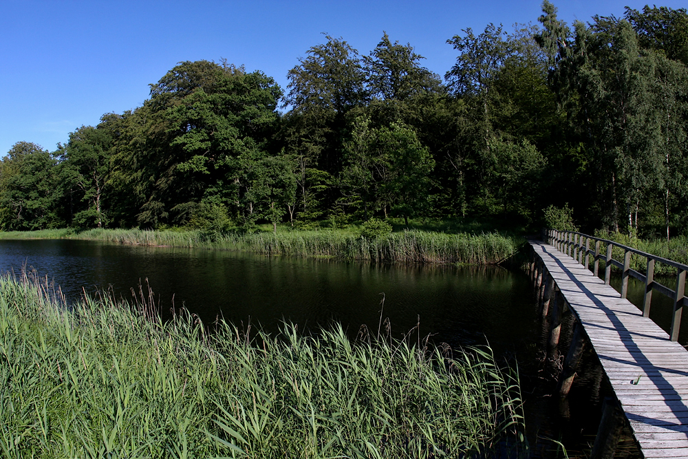 Борнхольм, Лес Алминдинген.. Almindingen forest. El bosque de Almindingen