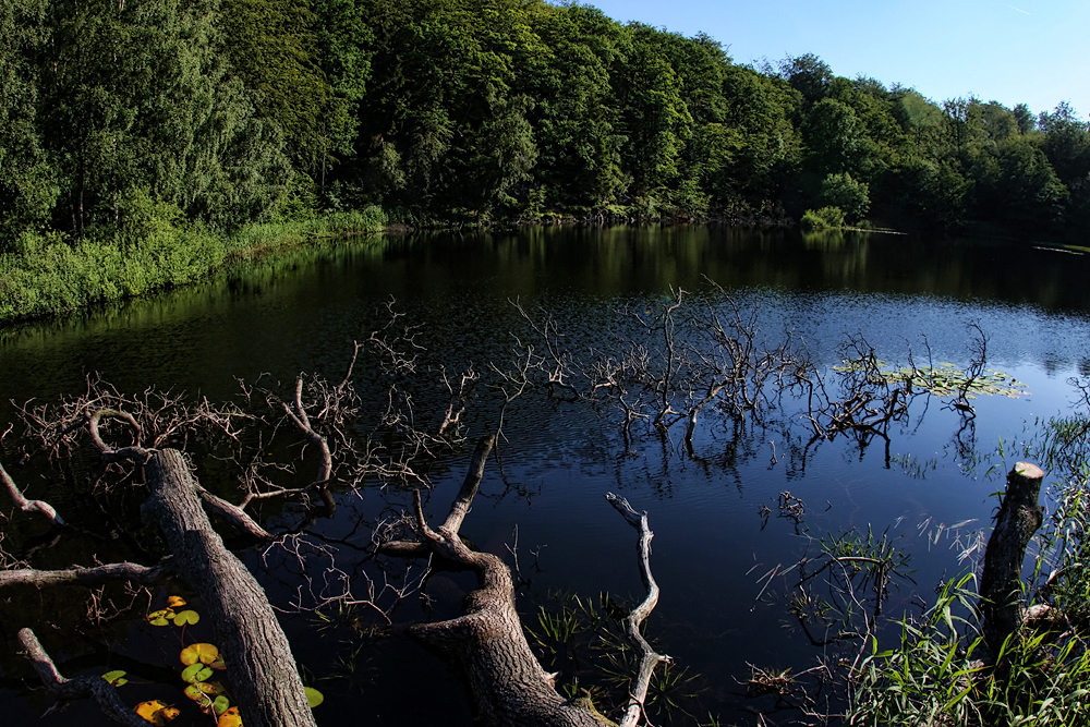 Борнхольм, Лес Алминдинген, Остатки крепости Гамлеборг. Almindingen forest