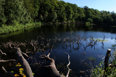 Борнхольм, Лес Алминдинген, Остатки крепости Гамлеборг. Almindingen forest