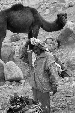 Упрямец. Верблюд отказался вставать :) араб в затруднении.