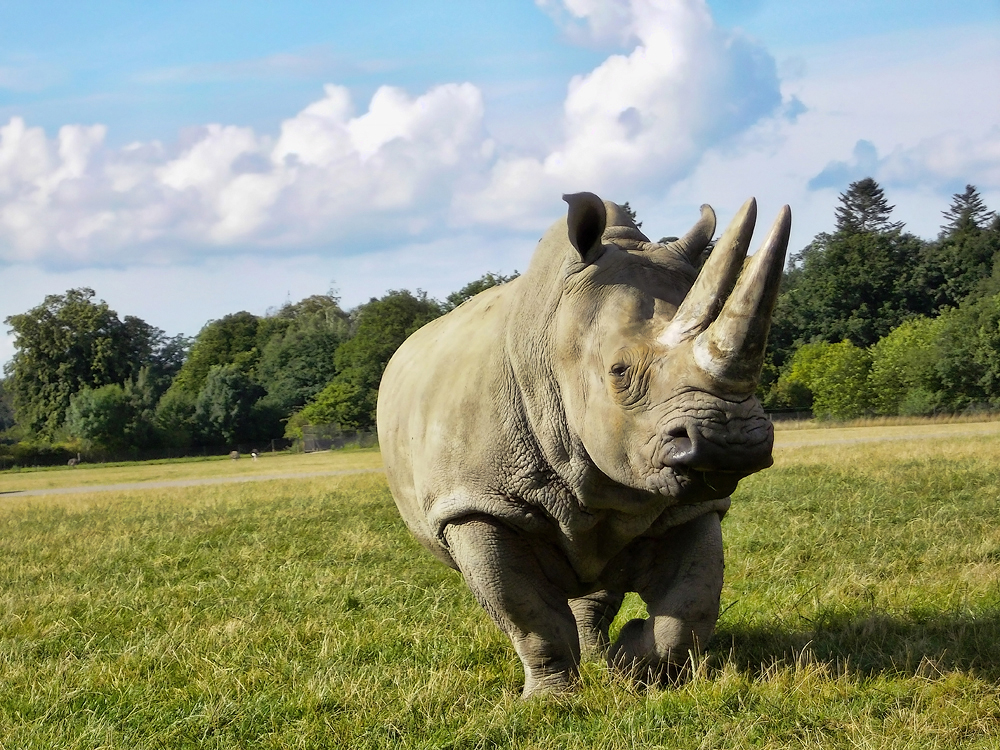  Кнутенборг, Сафари-парк Knutenborg, Safari park.