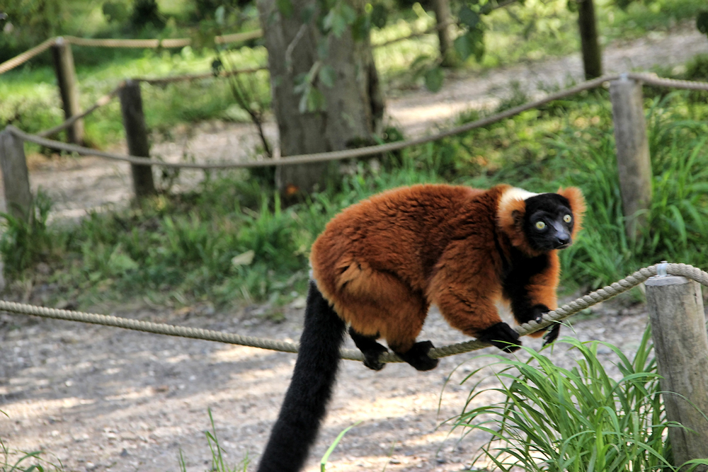  Кнутенборг, Сафари-парк Knutenborg, Safari park.