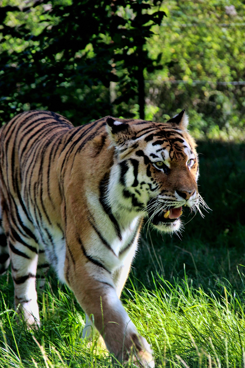  Кнутенборг, Сафари-парк Knutenborg, Safari park.