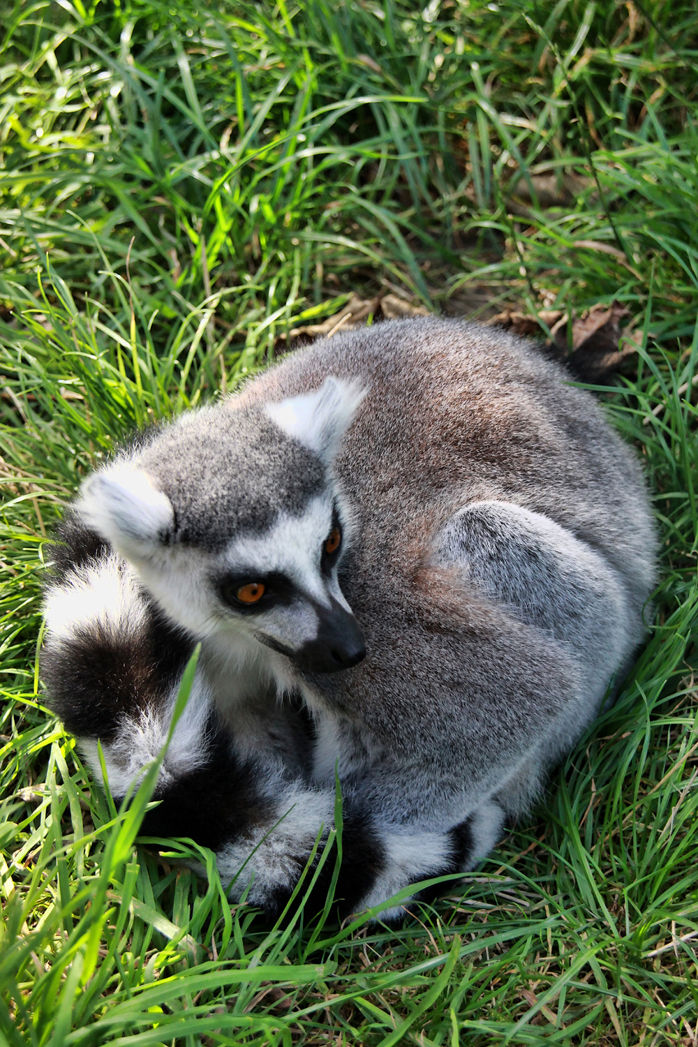  Кнутенборг, Сафари-парк Knutenborg, Safari park.