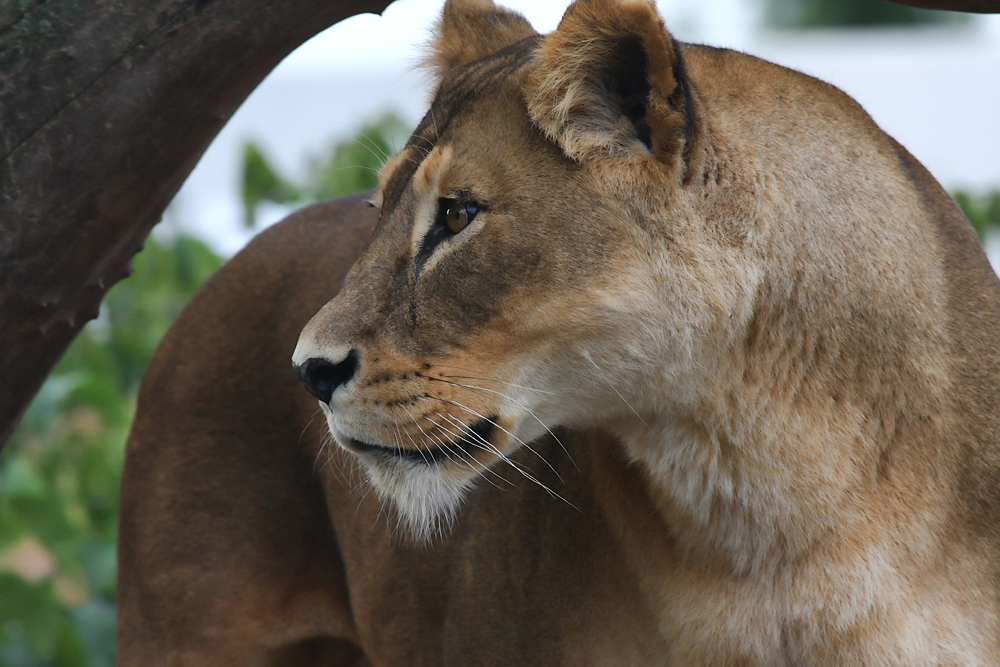  Копенгаген, зоопарк Copenhagen, zoo.