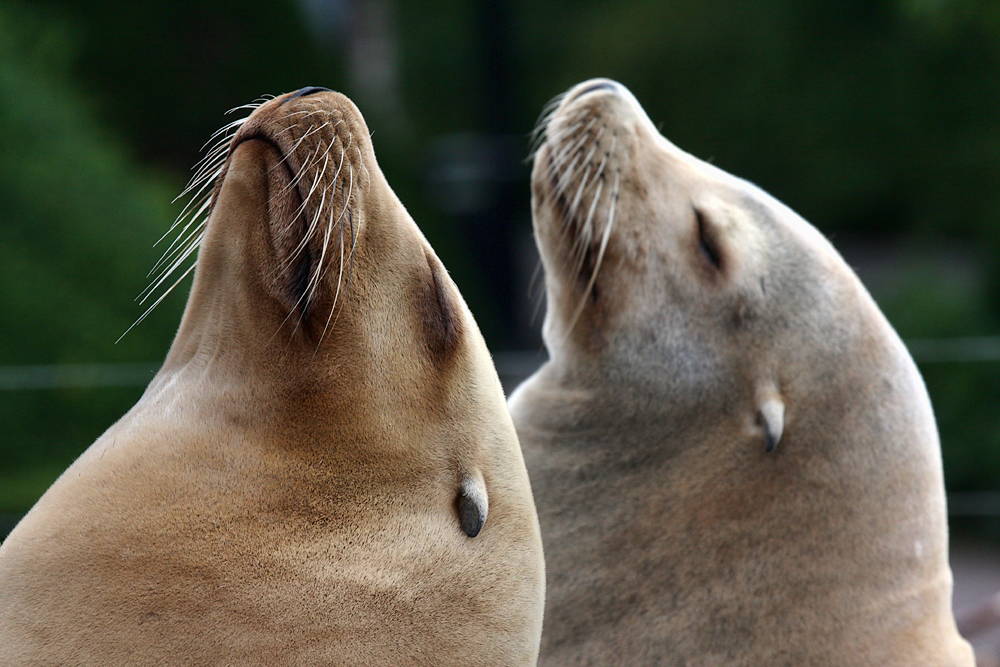  Копенгаген, зоопарк Copenhagen, zoo.