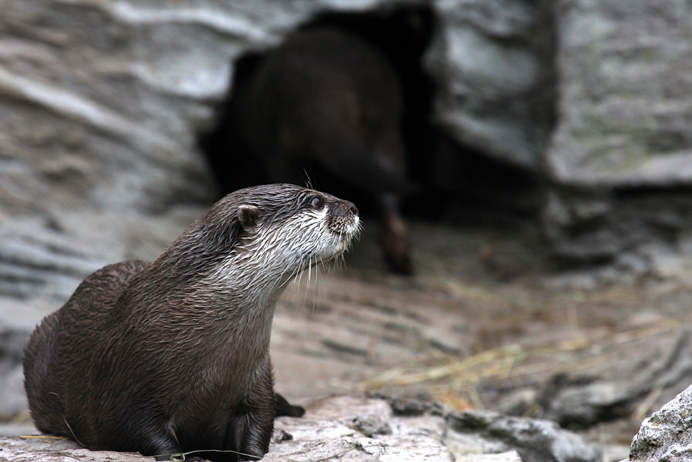  Копенгаген, зоопарк Copenhagen, zoo.