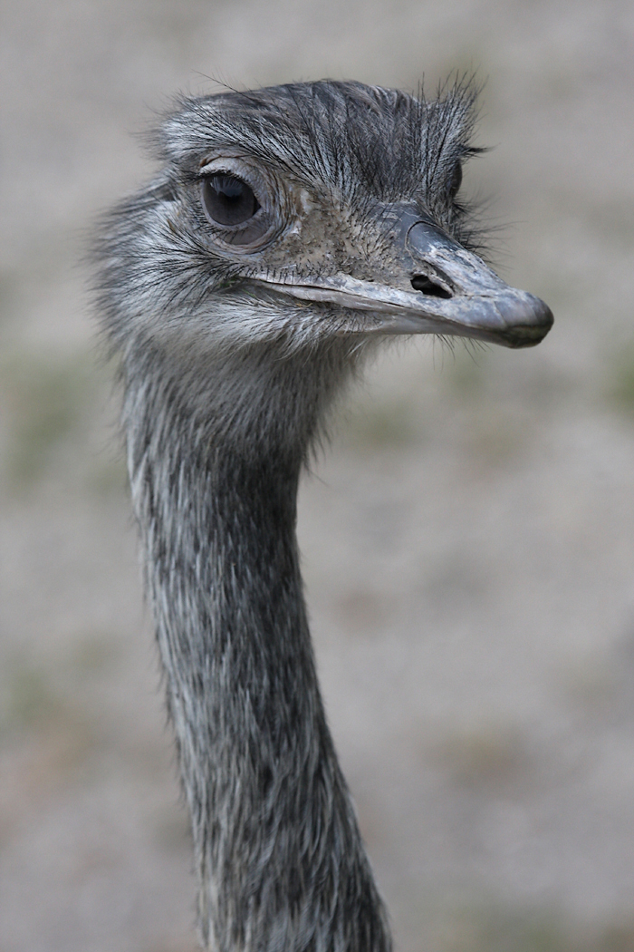  Копенгаген, зоопарк Copenhagen, zoo.