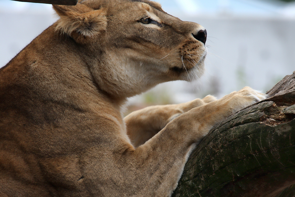  Копенгаген, зоопарк Copenhagen, zoo.