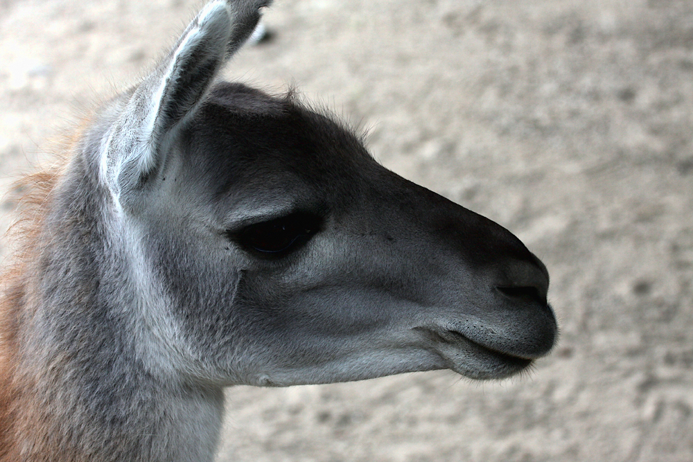  Копенгаген, зоопарк Copenhagen, zoo.