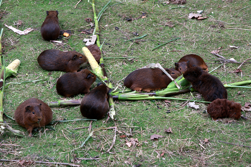  Копенгаген, зоопарк Copenhagen, zoo.