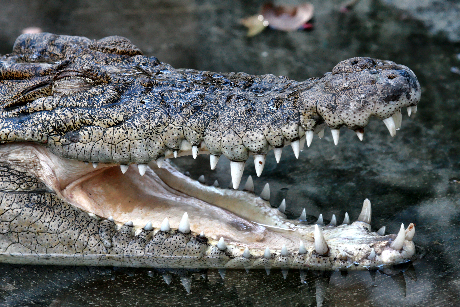Крокодил в зоопарке Манилы.