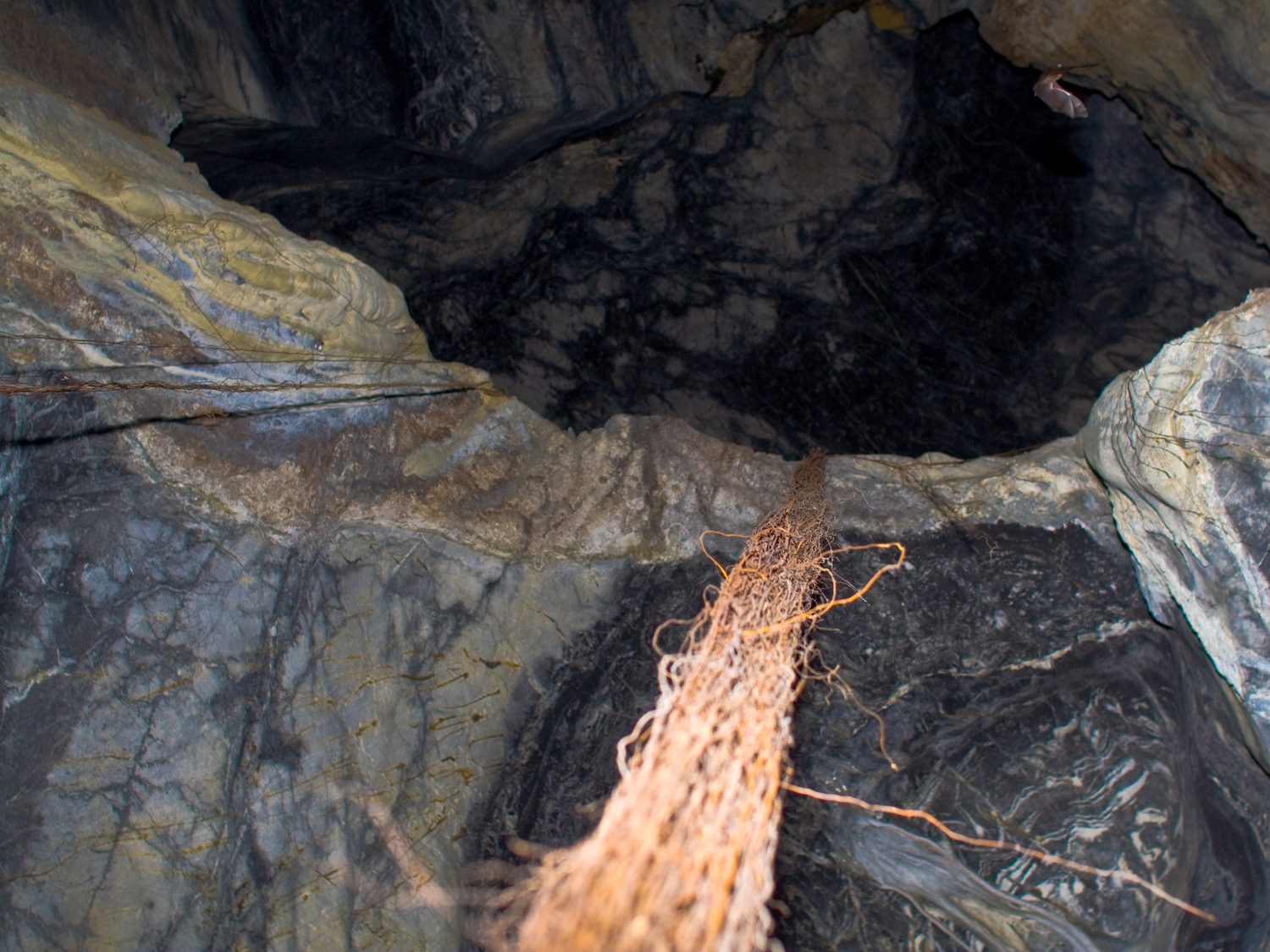 Корни, свисающие с потолка в Ille Cave.