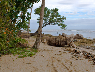 Кокосовые пальмы на берегу океана. Сабанг, остров палаван.