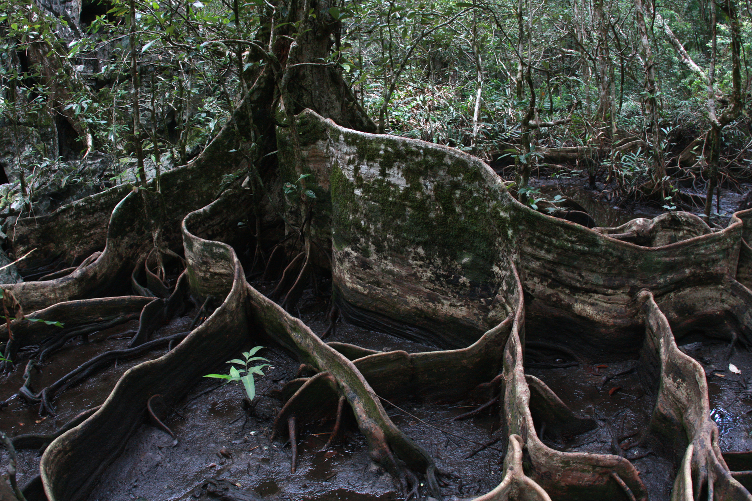 Корни. По всей видимости аналог корней мангровых деревьев. Вокруг - болото.