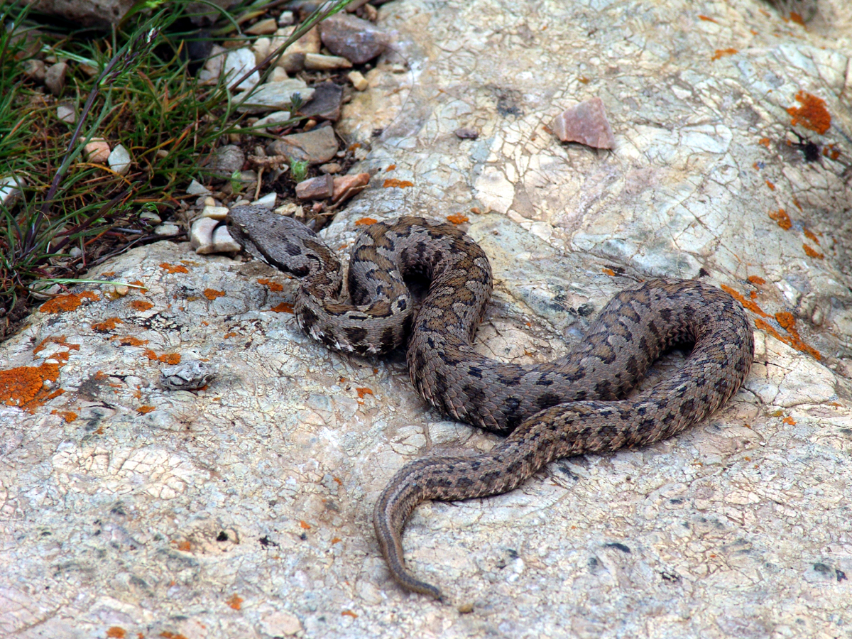 Vipera albicornuta.