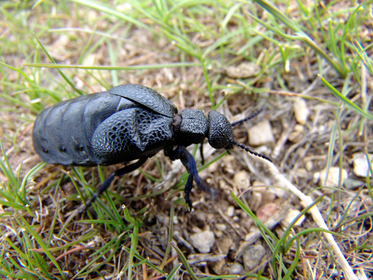 Майка (Meloe proscarabaeus).