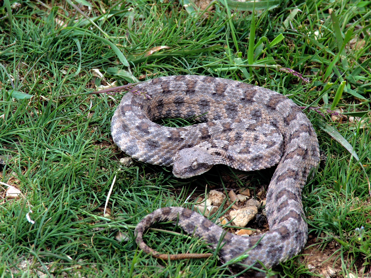 Иранская рогатая гадюка (Pseudocerastus persicus).