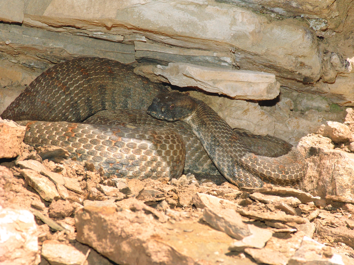 Гюрза (Vipera lebetina).