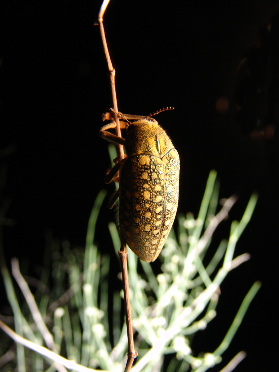 Златка (сем.Buprestidae).