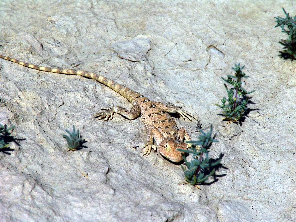 Агама (Trapelus agilis).