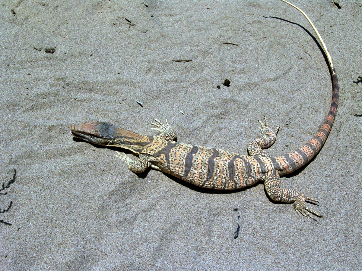 Варан серый (Varanus griseus).