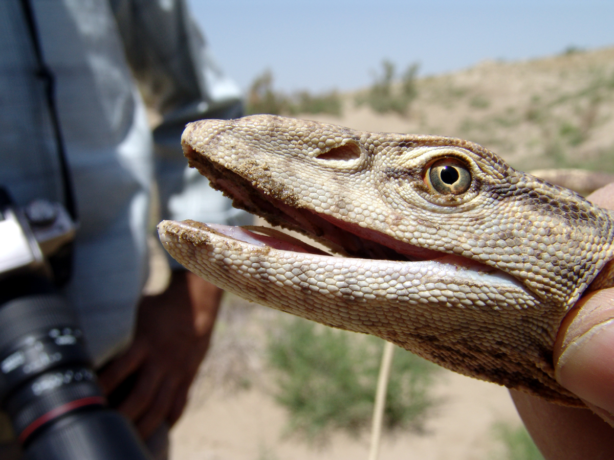 Варан серый (Varanus griseus).