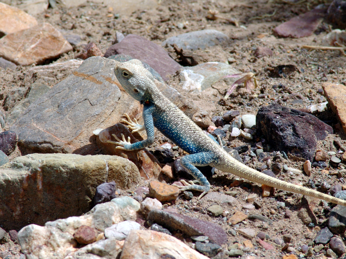 Агама (Trapelus agilis).