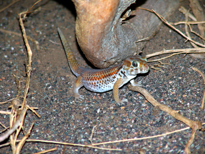 Сцинковый геккон (Teratoscincus scincus).