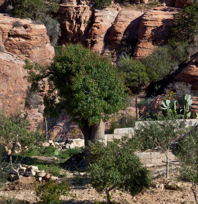 Супертолстое дерево в Wadi Dana.