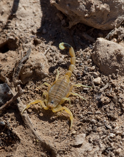 Скорпион из заповедника Dana в Иордании.