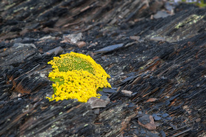 Перевал Кель. Там на разрушенных и расслоившихся камнях растут вот такие желтенькие цветочки. 