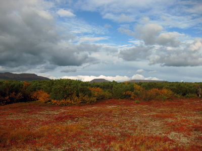 Осення тундра. Фото любезно предоставлено Татьяной Абзаловой (2011).