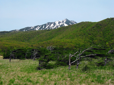 Курилы, смешанный лес с флагообразными кронами.