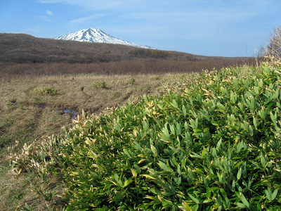 Курилы, бамбук.