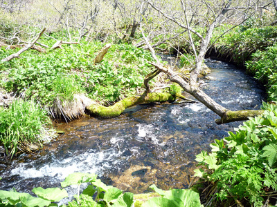 Остров Кунашир, лососевая река.