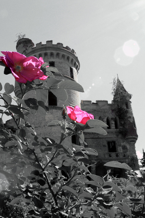 Главная башня замка и розы.