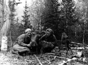 Лосиха с лосятами. Архивное фото. Непосредственно поле родов. Причем родилось два лосенка, что редкость!