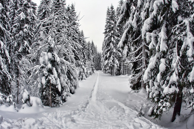 Зимний лес в Норвегии.