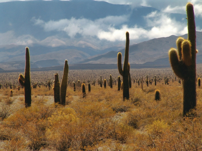 Парк "Los Cardones".