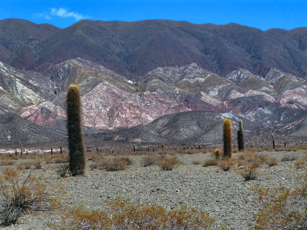 Парк "Los Cardones".